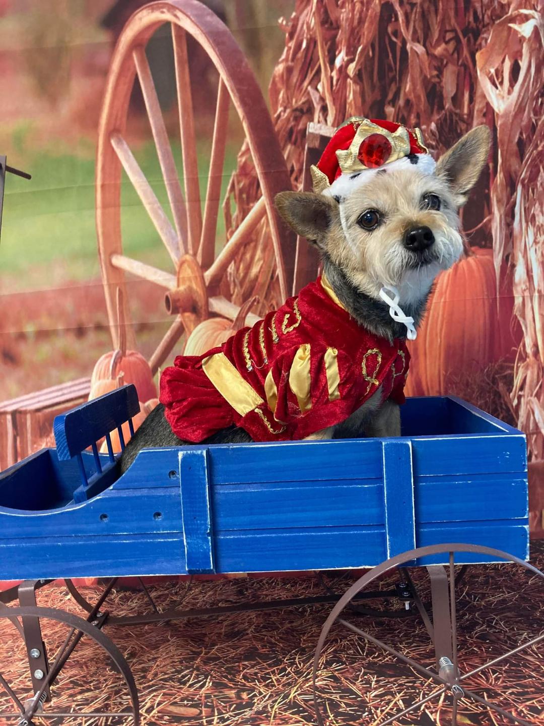 dressed up dog in a wagon