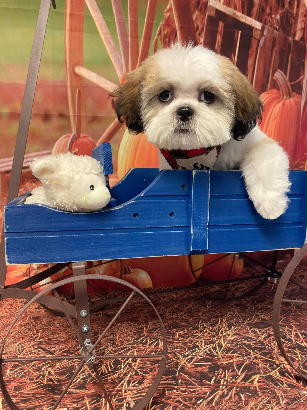 dog in a wagon