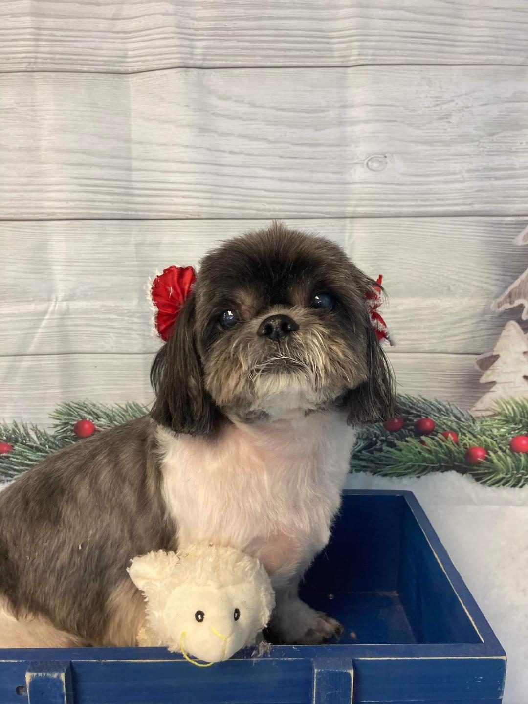 groomed dog in a wagon