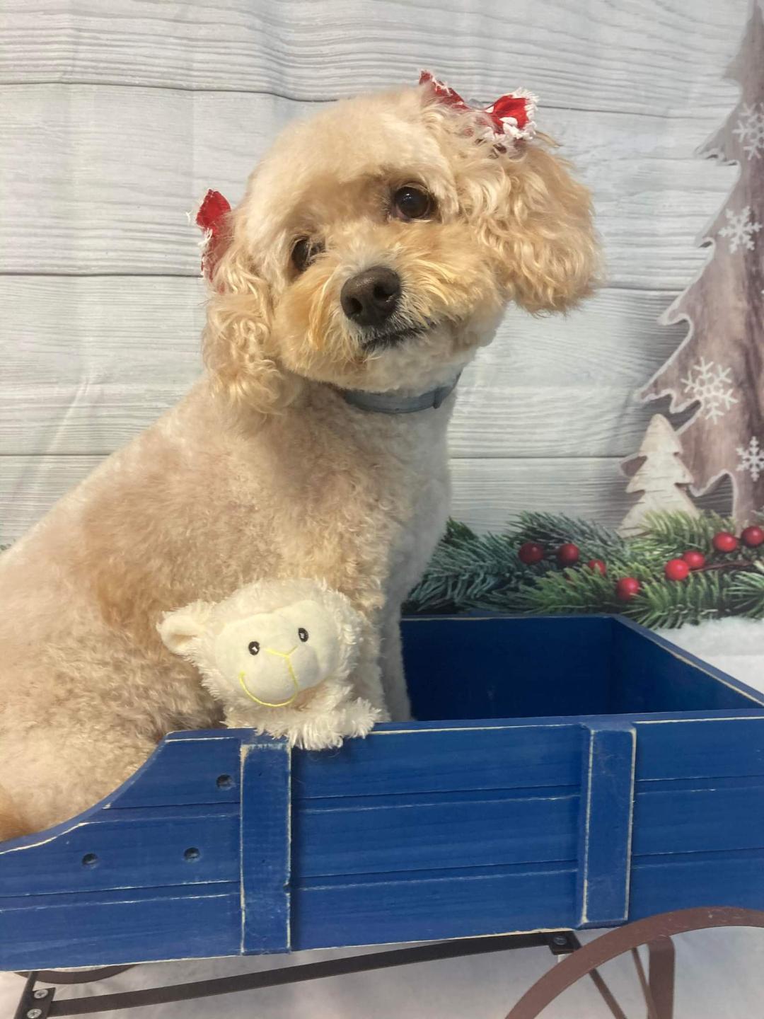 blonde dog in a wagon