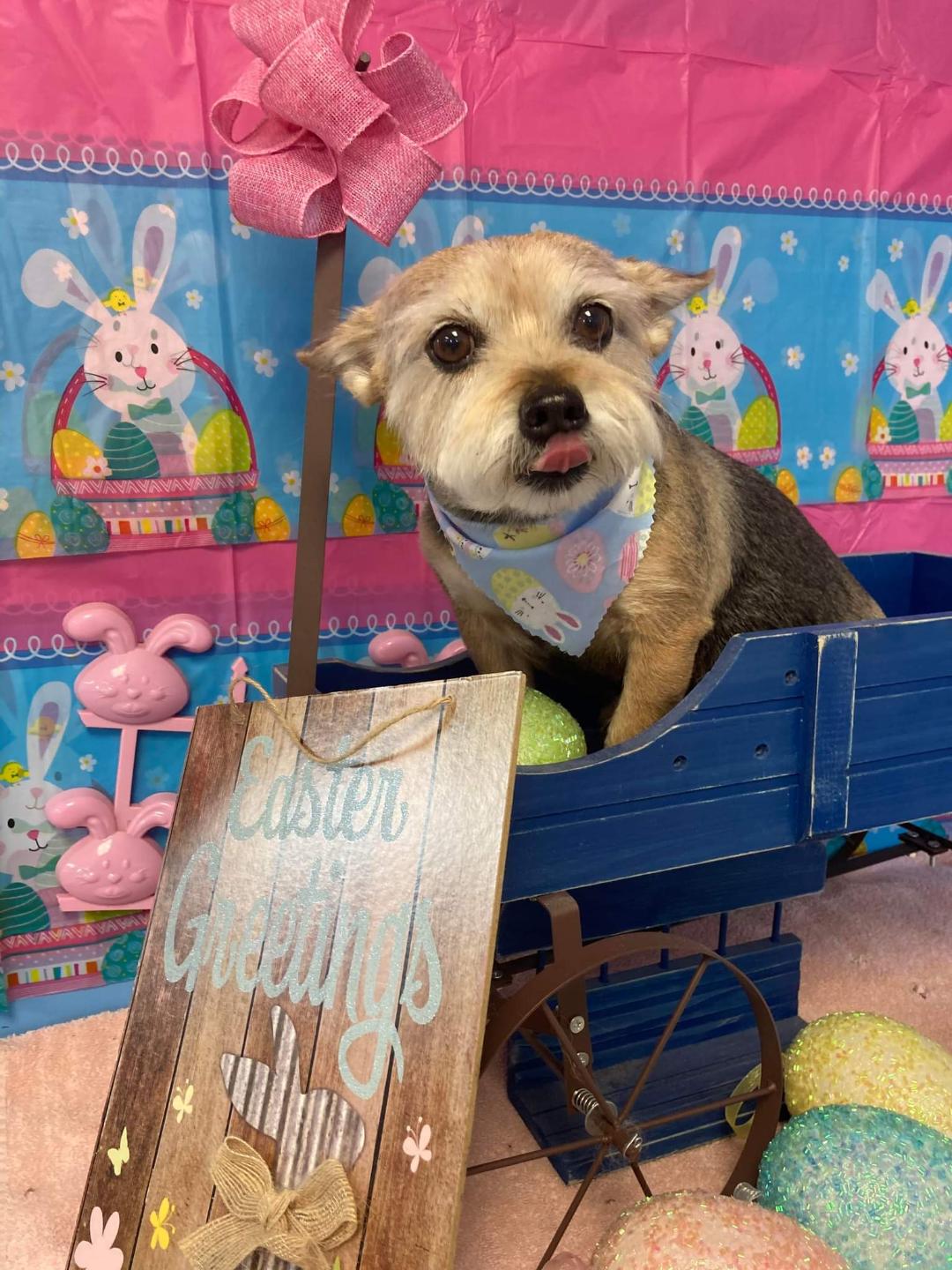 blonde dog in a wagon